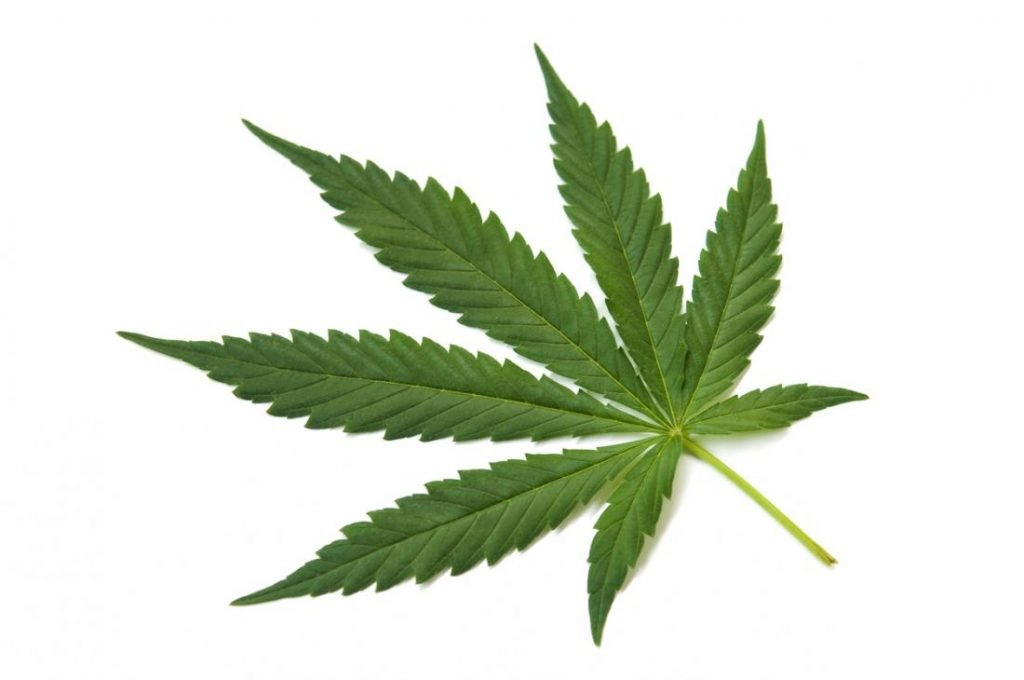 a-marijuana-leaf