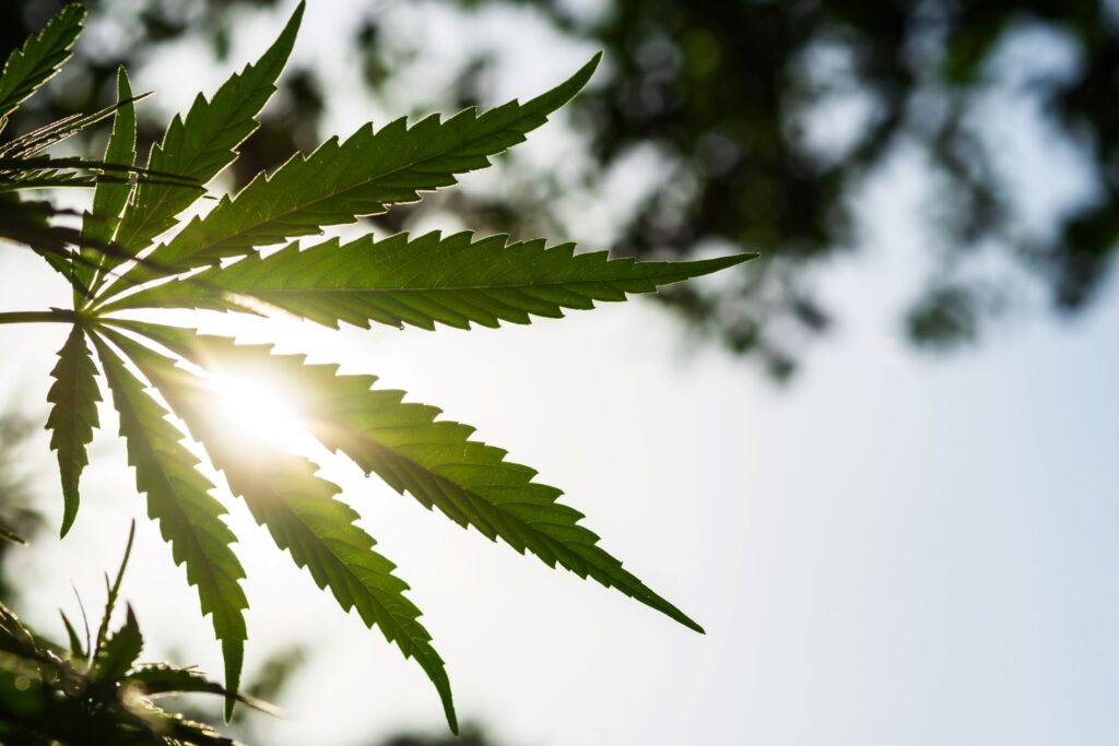 How Medical Cannabis Can Help You Find Relief This Summer