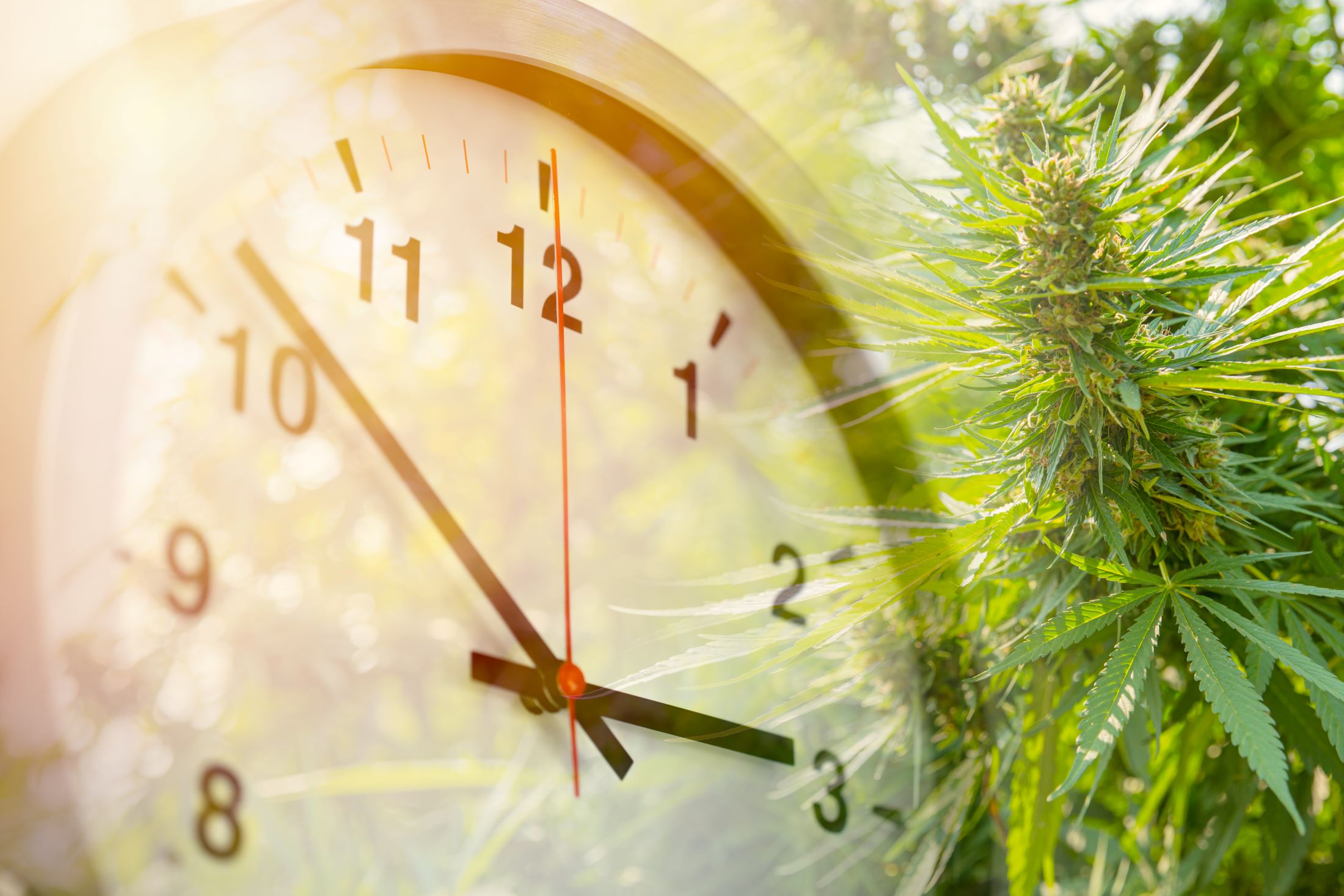 When is the Best Time of Day to Use Medical Cannabis
