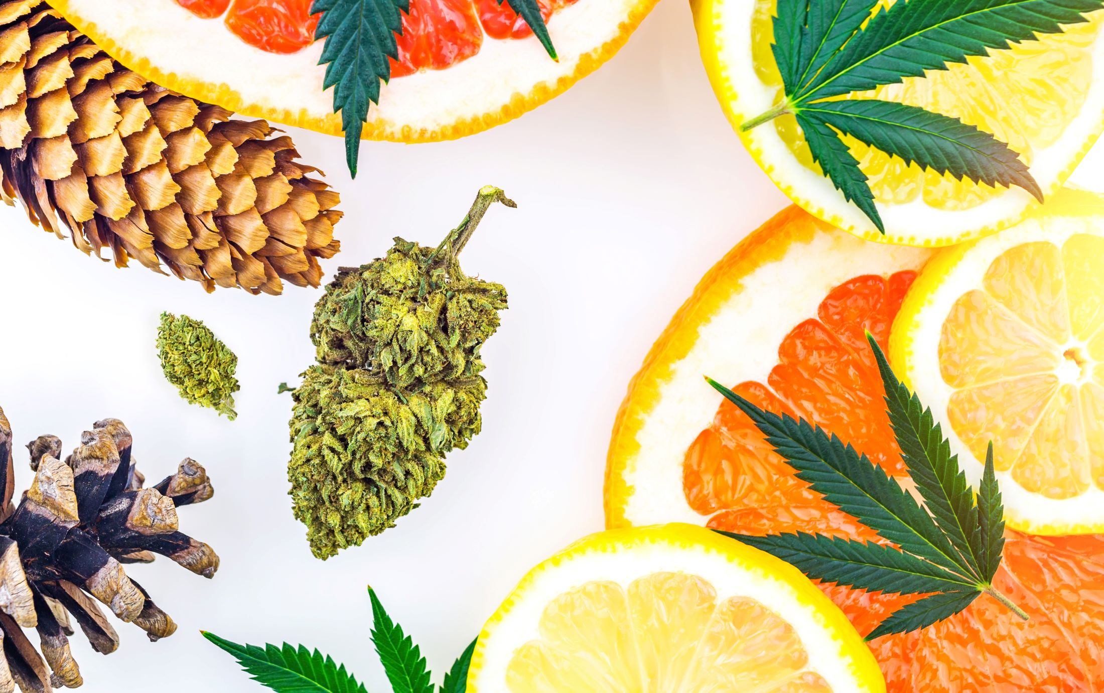 The Role of Terpenes in Medical Cannabis