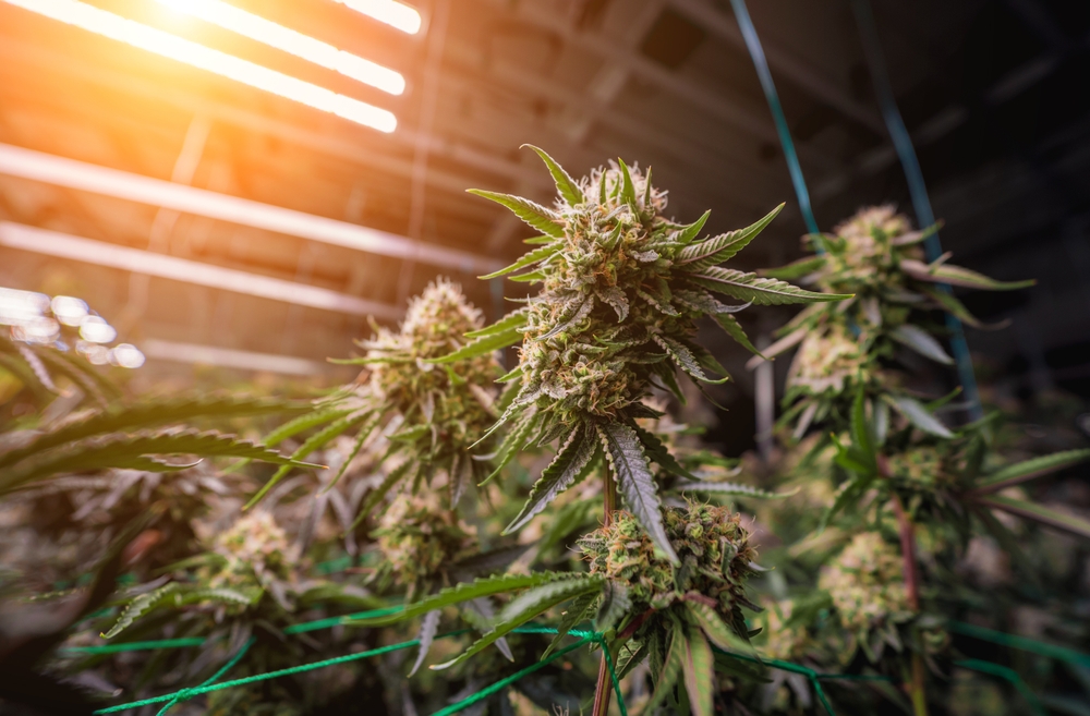 Premium cannabis plants in a greenhouse ready for harvest.