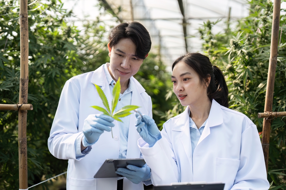 Scientists Analyzing Cannabis Plants in a Greenhouse for Research and Development Purposes