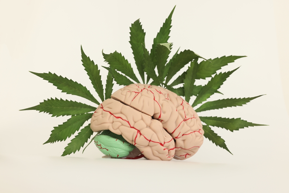 Detailed human brain model and fresh leaves of cannabis on white background. Impact of marijuana drugs on health and mental abilities